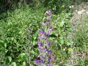 LA Foux Dallos 010